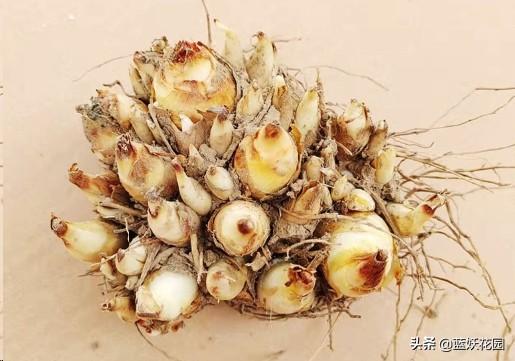 晚香玉 晚香玉（晚香玉花语） 生活