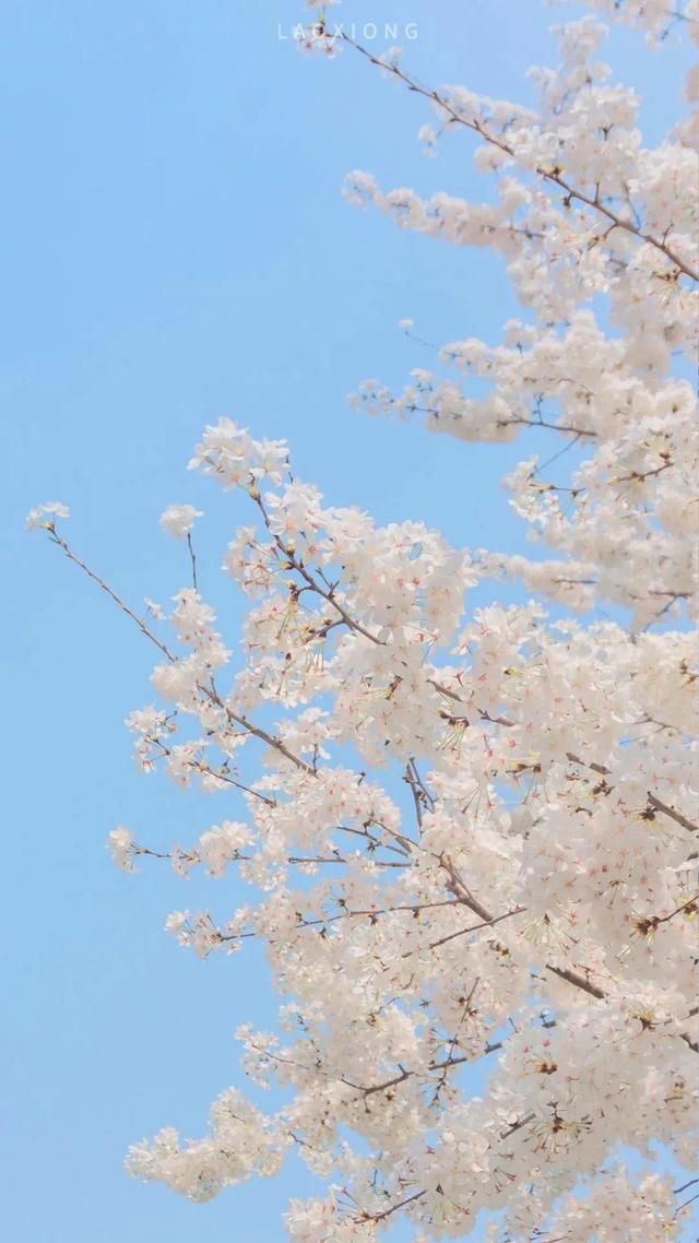 云端阿诗玛朋友圈自动点赞-微信8.0背景图太大-站库网