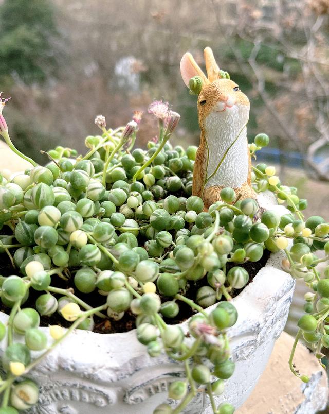 佛珠吊兰 佛珠吊兰（佛珠吊兰的花语） 生活