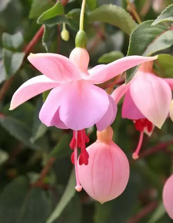 花的世界，芬芳美丽；醉了眼眸，美了心情