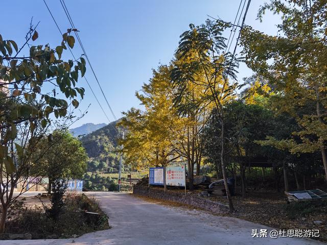 漢EV自駕廣西，秋冬的海洋鄉銀杏是不能錯過的風景區