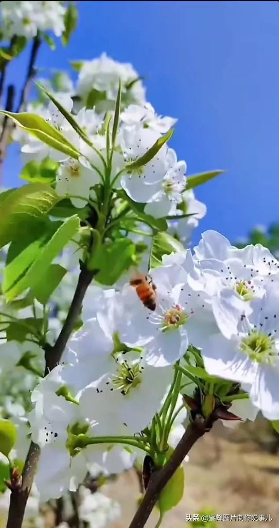 春花烂漫，竞相绽放，鸟语花香