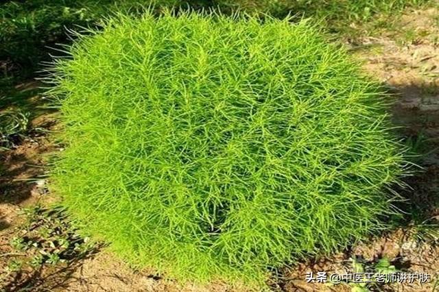 全身发痒不过风邪、湿毒？一个止痒方，专管皮肤瘙痒