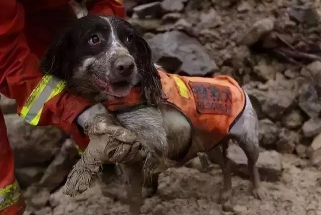 明明有生命探测仪，为何搜救犬仍必不可少？