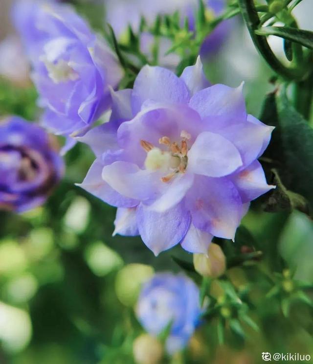 风铃花 风铃花（风铃花的花语是什么） 生活