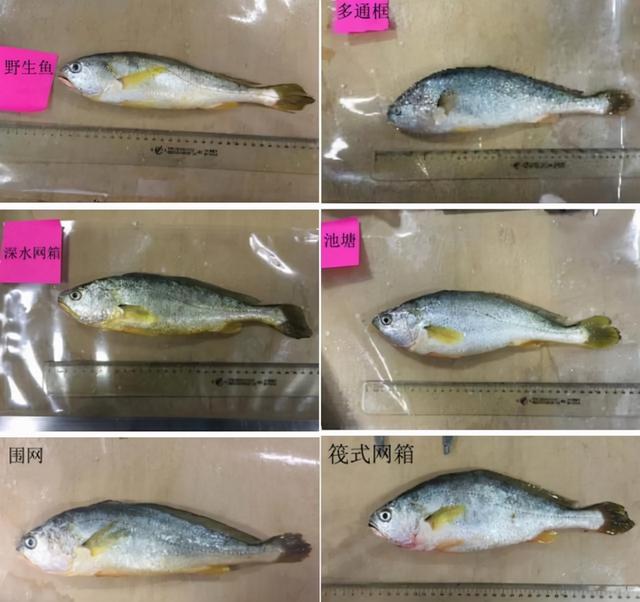 又有渔民捕到大黄鱼！1条卖出4.2万天价，濒危的大黄鱼泛滥了吗？