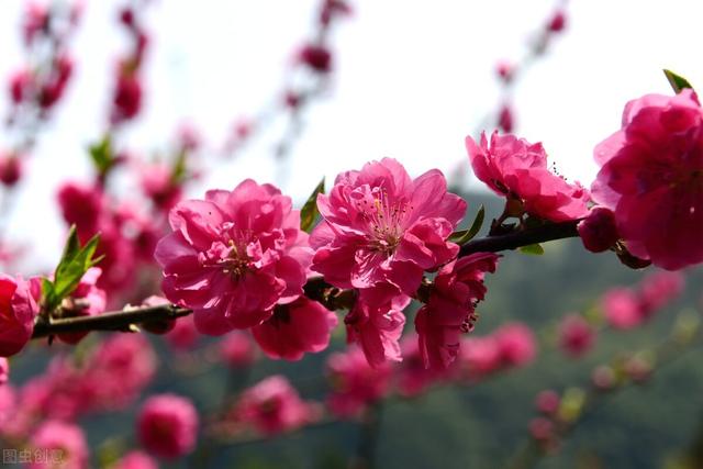 前路满桃花