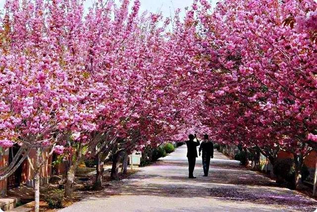 桜花