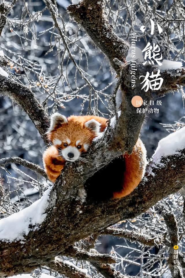 福建风化岩螺旋洗砂机多少钱