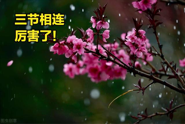 今年清明“三节相连”，非常少见，哪三节？有什么不一般？