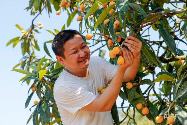 图集丨安徽歙县“三潭枇杷”成熟开采