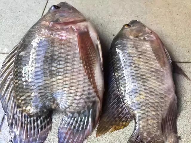 20年还未禁绝！长江支流发现多起电鱼案件，电鱼的危害究竟有多大