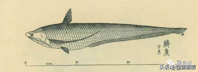 刀鱼图片