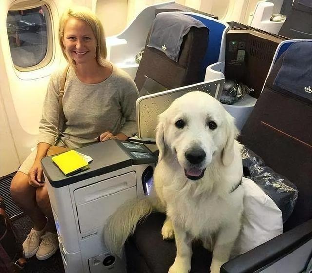 《警惕！这几种狗已被航空公司“拉黑”，不能坐飞机》