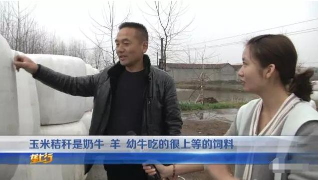 小麦青储疑云，把没熟的麦子割了怎么可能更赚钱？