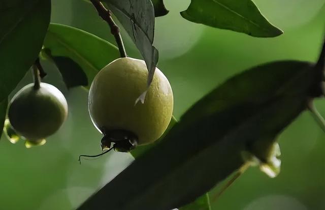蒲桃 蒲桃  蒲桃的功效与作用 生活
