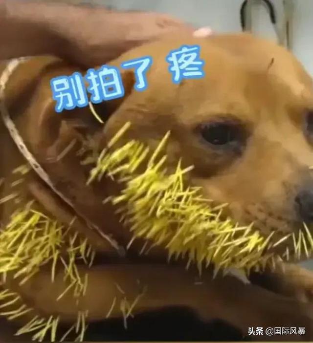 巴西土狗多次挑战豪猪，脸上却被扎满数百根刺，狗主人：免费针灸