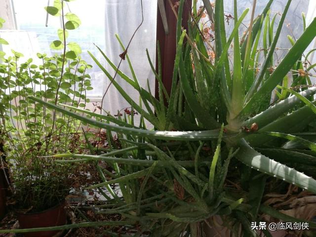 北国春迟迟