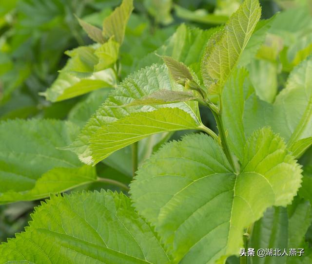 春天的野菜