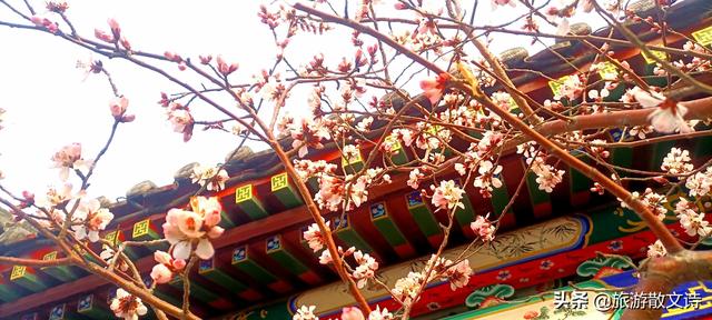 花开杨柳青