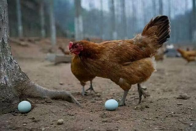养鸡的利润一只鸡能赚多少钱（养鸡每只有多少利润）