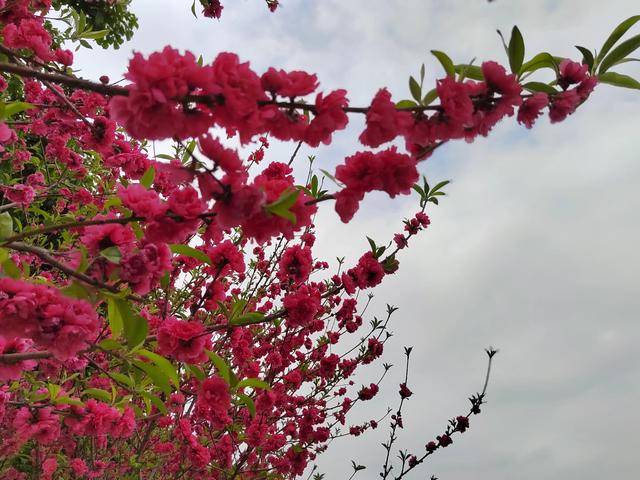 立夏修行德与才