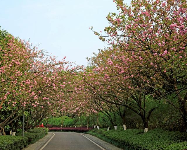 重庆市花