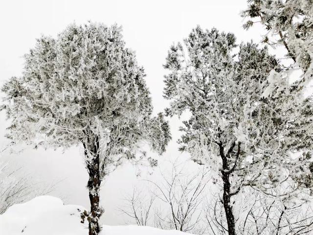 鲜花与雪花共舞，别样春景在帝都，所谓伊人在水一方