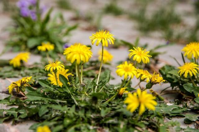 蒲公英是“药草皇后”，常吃还能抗癌？辟谣：实际作用可能就3个