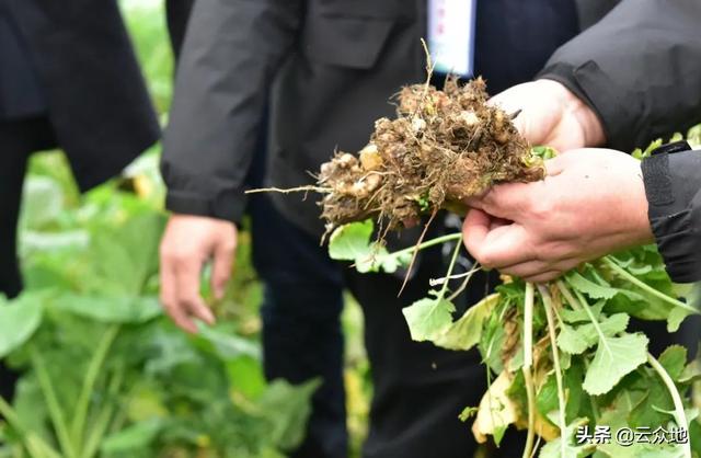 油菜根部长小萝卜似的是什么原因？油菜根肿病，没有特效药能防治3