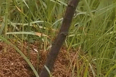 千万别碰！严重可致人死亡