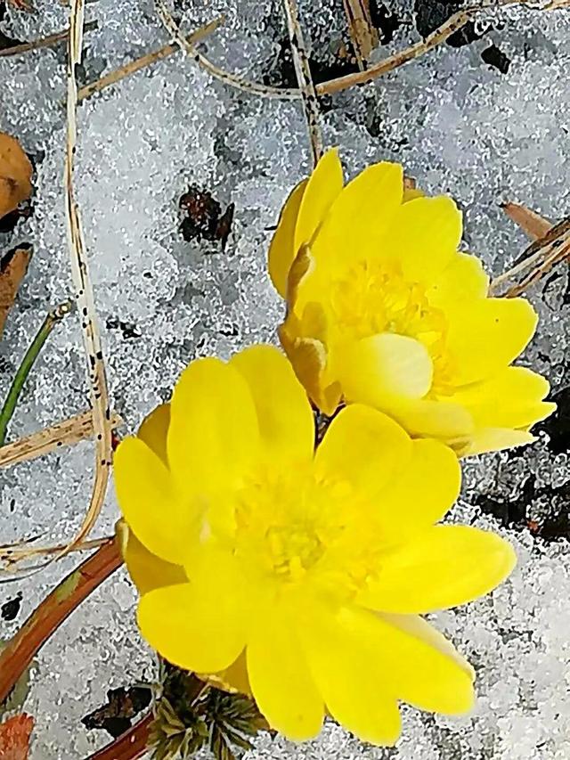 冰凌花 冰凌花（冰凌花花语唯美句子） 生活