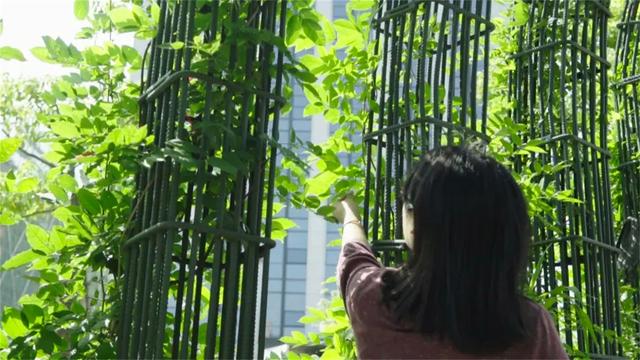 迟日江山丽，四月雅茶香