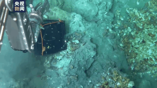 一问到底丨“深海勇士”号探秘深海冷泉区 都有哪些新发现？