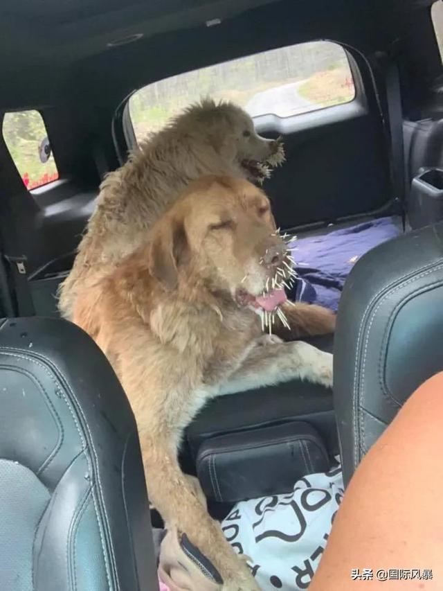 巴西土狗多次挑战豪猪，脸上却被扎满数百根刺，狗主人：免费针灸