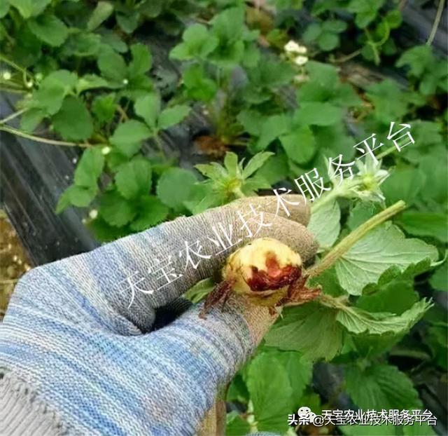 草莓软果、烂果严重怎么办？12