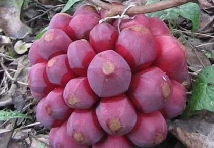 水果名字大全集100种50种罕见水果