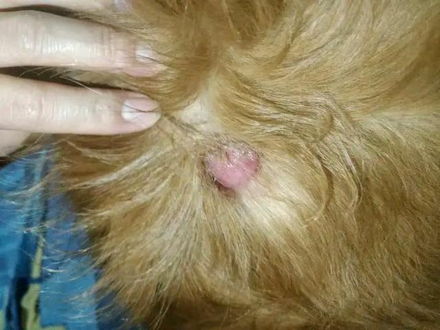 狗狗身上长痘痘结痂怎么办(狗身上长满了痘痘怎么办)-艾拉狗狗乐园