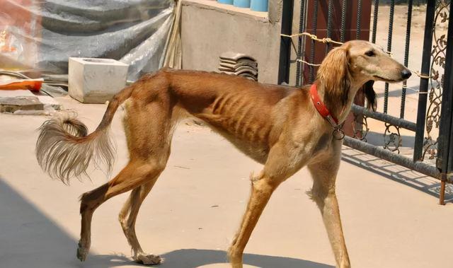 狗狗怎么喂着就瘦了(狗越喂越瘦咋回事)-艾拉养犬