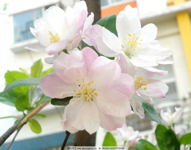 分享图片，百花盛开，五彩缤纷，太美了！令人心情无比愉悦