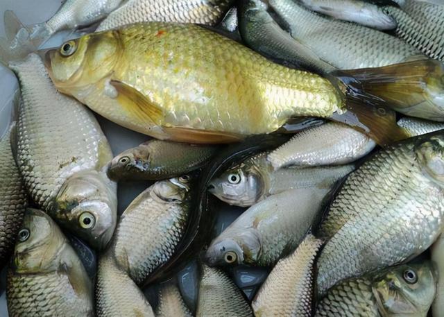 请停止食用这4种鱼，或许含有甲醛和重金属，建议转给家里人看看