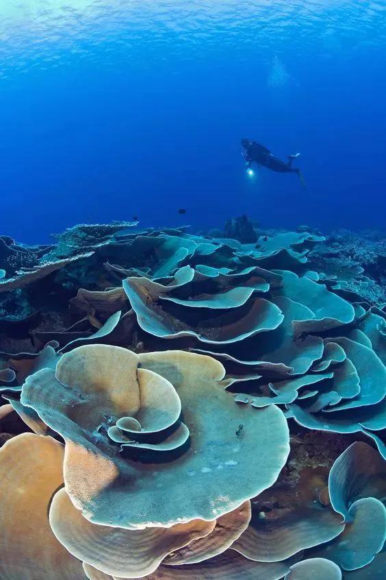 海洋生物图片