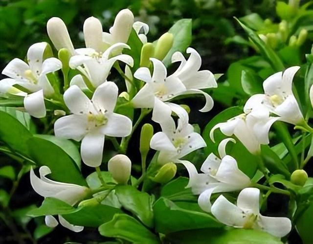 5月花 5月花  5月花开的唯美句子 生活