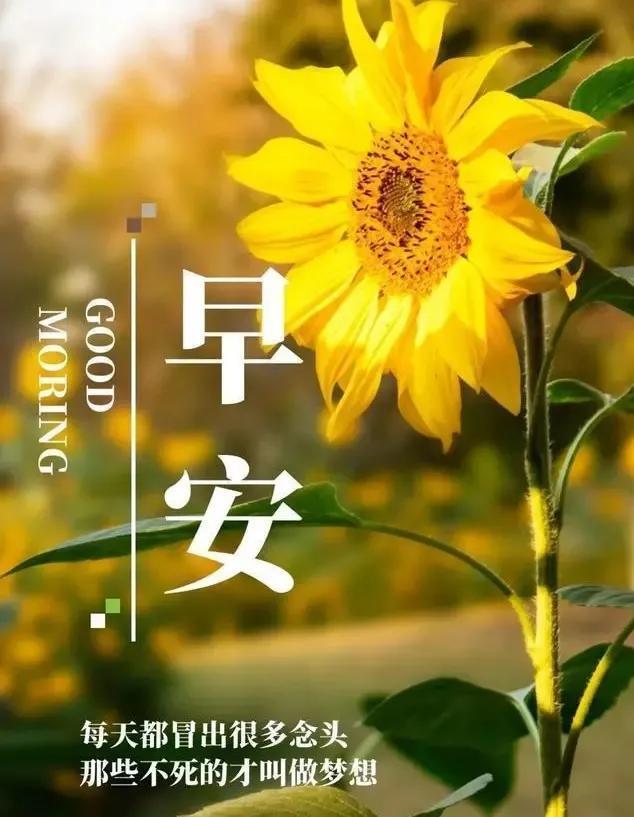 早安励志心语，播种阳光，收获微笑，放慢脚步，享受美好的东西