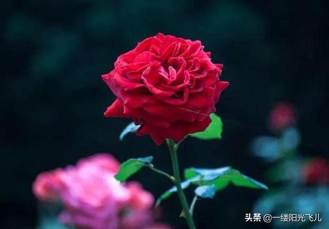 花中皇后