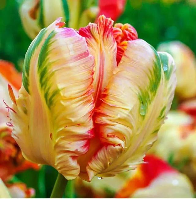 花的世界，芬芳美丽；醉了眼眸，美了心情