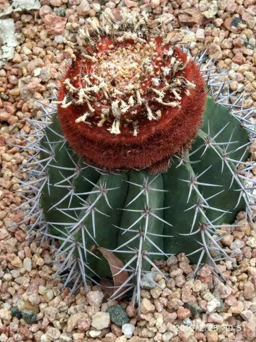 美花欣赏：仙人球开花，美不胜收