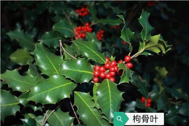 中药古今研究：枸骨叶