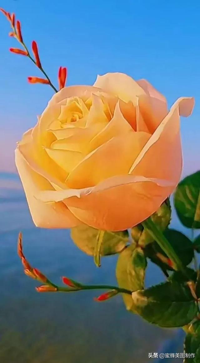 鲜花，因盛开而芬芳，因走过而醉人
