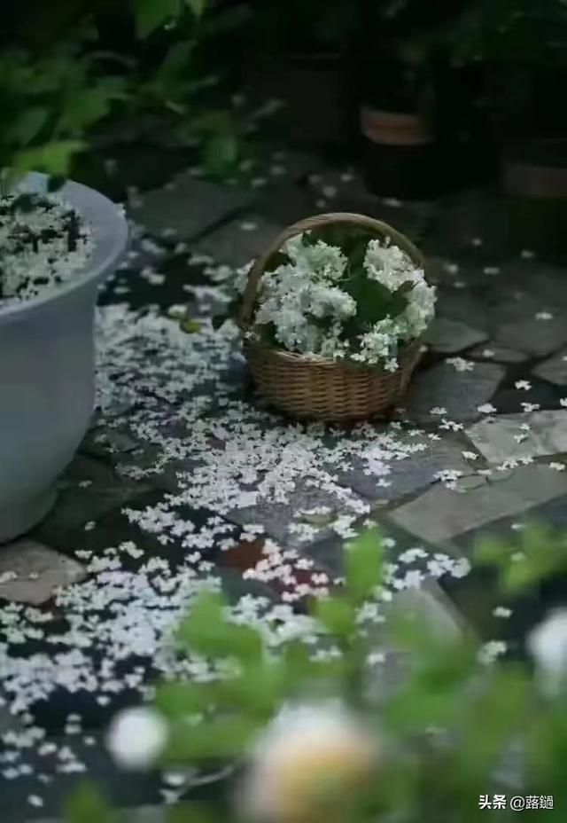 四月未央，致亲爱的自己
